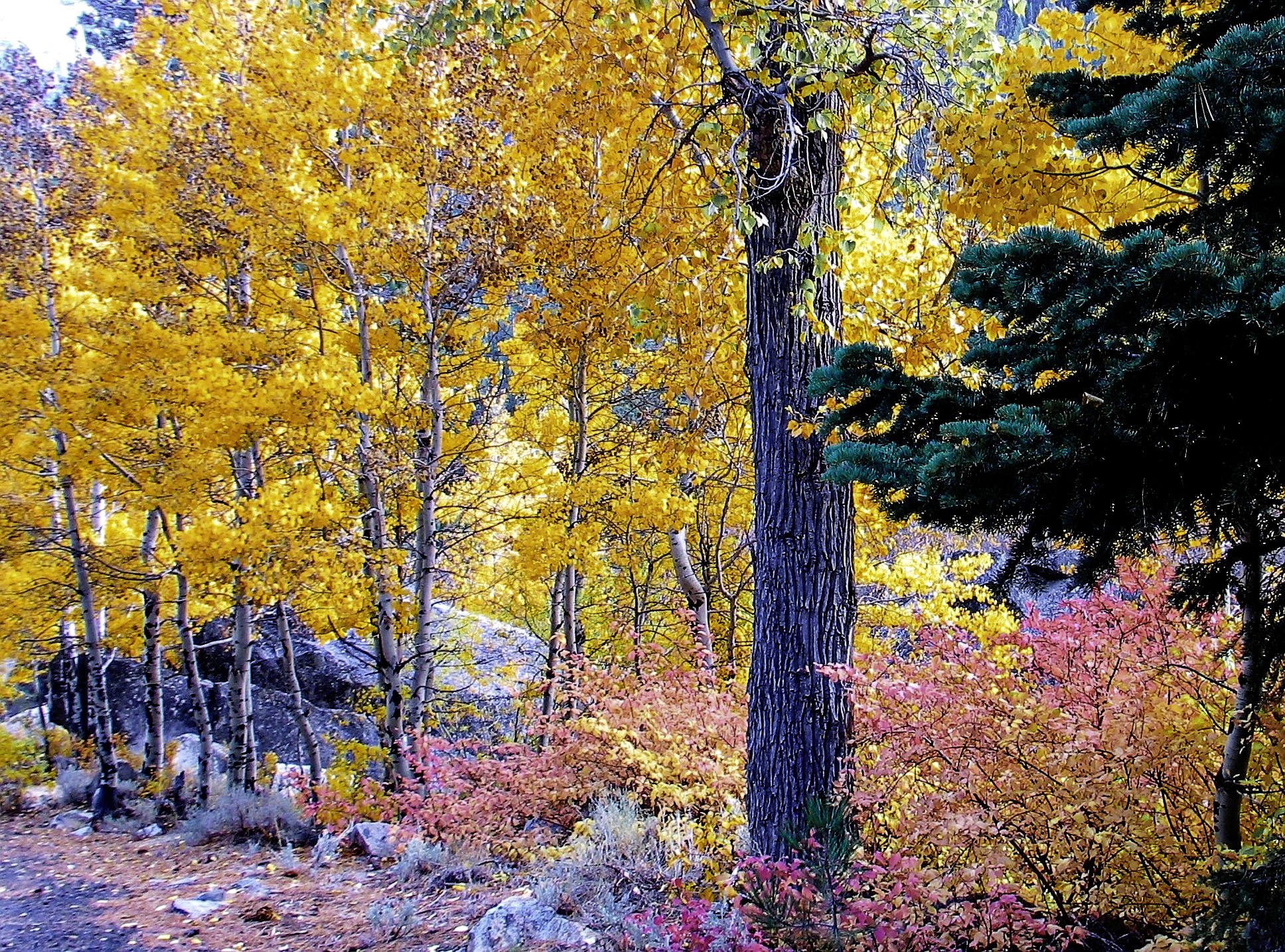 Fall-09 1071